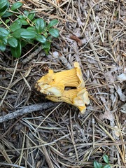 Cantharellus camphoratus