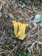 Cantharellus camphoratus
