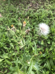 Sonchus asper