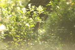 Crotophaga sulcirostris