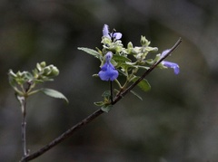 Salvia ballotiflora