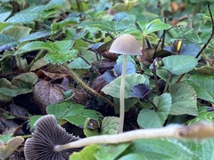 Psathyrella