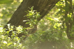 Crotophaga sulcirostris