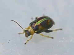 Thrasychroma albicollis