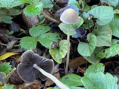 Psathyrella