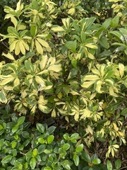 Heptapleurum arboricola