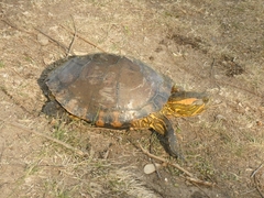 Trachemys dorbigni
