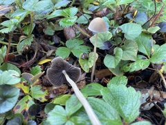 Psathyrella