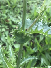 Sonchus asper