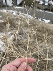 Sisymbrium altissimum