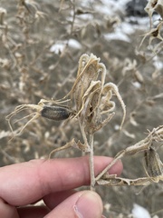 Mentzelia laevicaulis