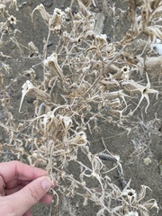 Mentzelia laevicaulis