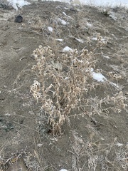 Mentzelia laevicaulis