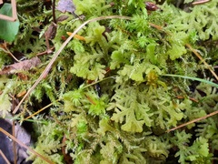 Trichocolea tomentella