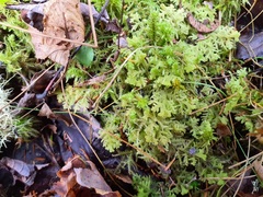 Trichocolea tomentella