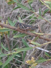 Melanoplini