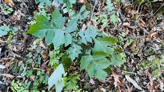 Polymnia canadensis