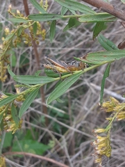 Melanoplini