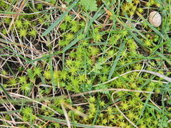 Syntrichia ruraliformis