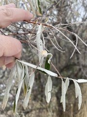 Elaeagnus angustifolia