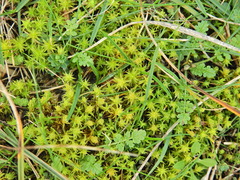 Syntrichia ruraliformis