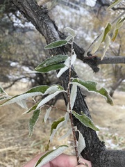 Elaeagnus angustifolia