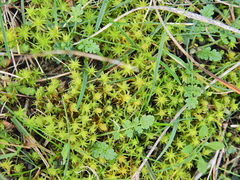 Syntrichia ruraliformis