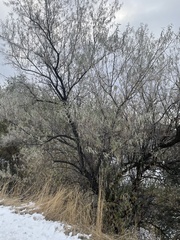 Elaeagnus angustifolia