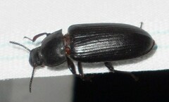 Tenebrio molitor