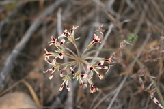 Pelargonium trifoliolatum
