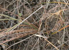 Pelargonium trifoliolatum