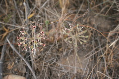 Pelargonium trifoliolatum