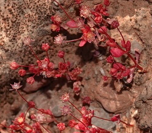 Crassula oblanceolata