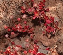 Crassula vaillantii