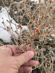 Eriogonum