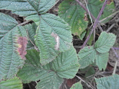 Coptotriche marginea