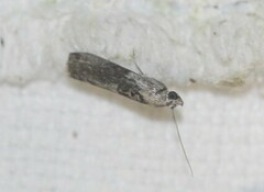 Sciota melanostyla