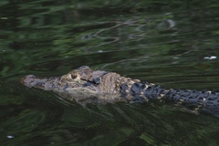 Melanosuchus niger
