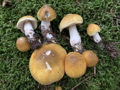 Tricholoma arvernense