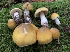 Tricholoma arvernense