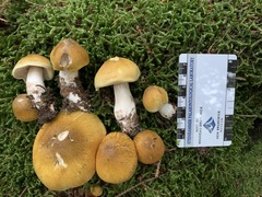 Tricholoma arvernense