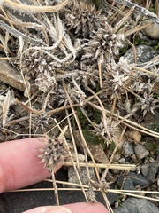 Ceratocephala testiculata