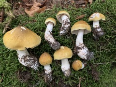 Tricholoma arvernense