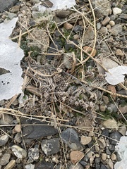 Ceratocephala testiculata