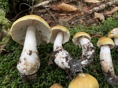 Tricholoma arvernense