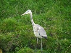 Ardea cinerea