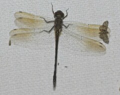 Hemicordulia continentalis