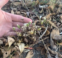 Symphyotrichum ciliatum