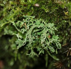 Cladonia scabriuscula