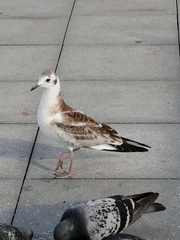 Chroicocephalus ridibundus